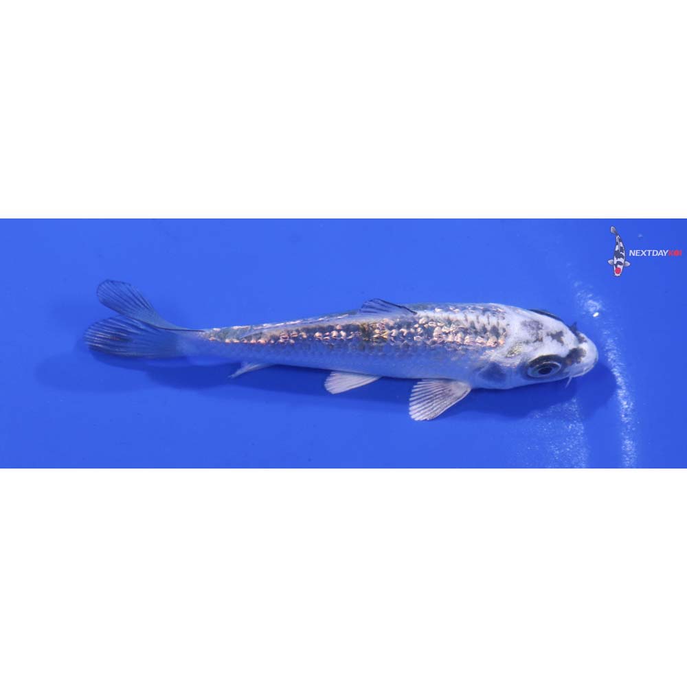 3.5” Imported Gin Rin Kujaku