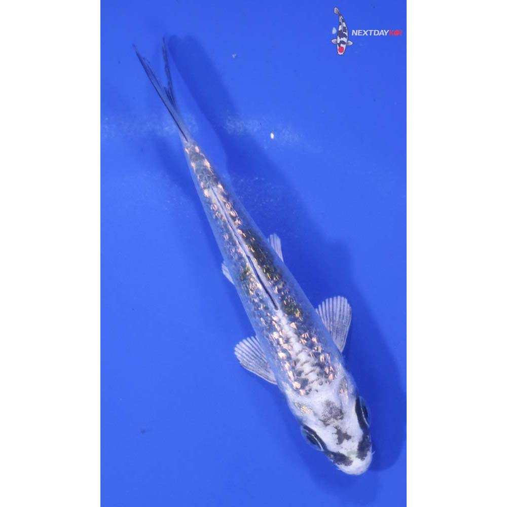 3.5” Imported Gin Rin Kujaku
