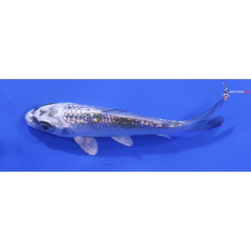 3.5” Imported Gin Rin Kujaku