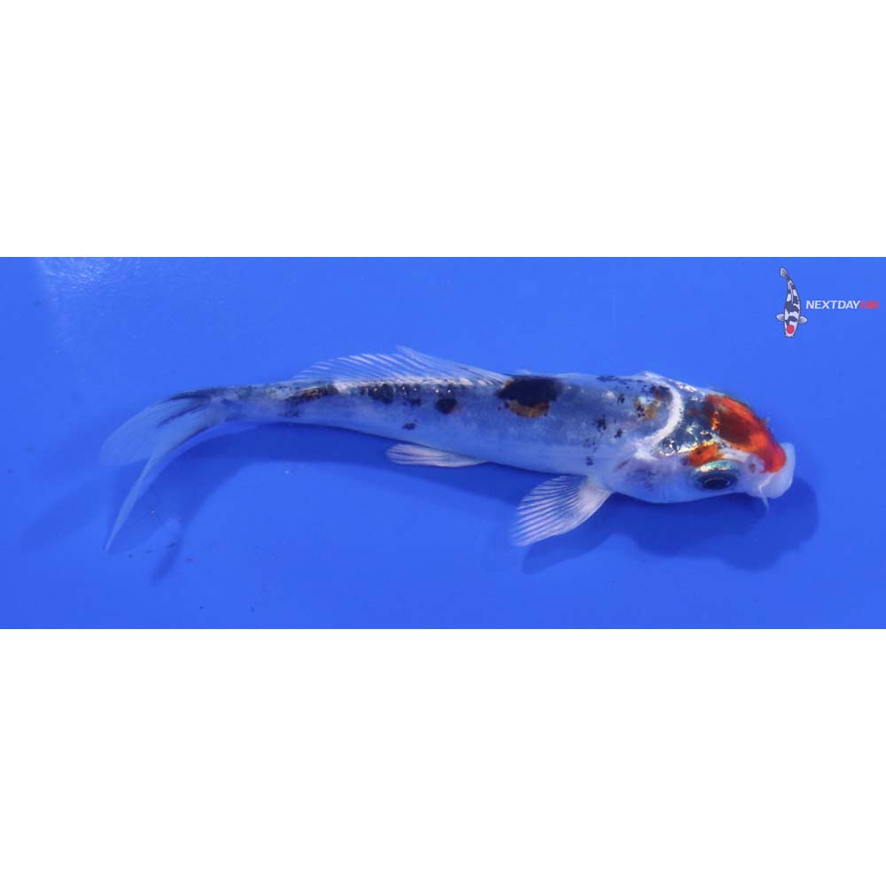 3.5” Imported Heisei Nishiki