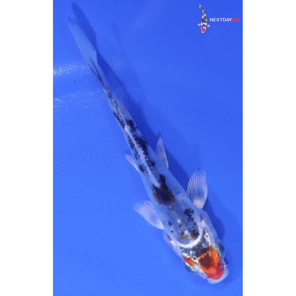 3.5” Imported Heisei Nishiki