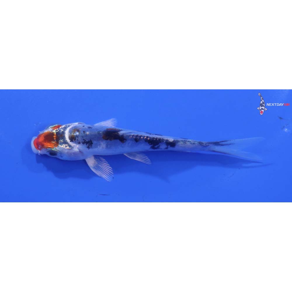 3.5” Imported Heisei Nishiki