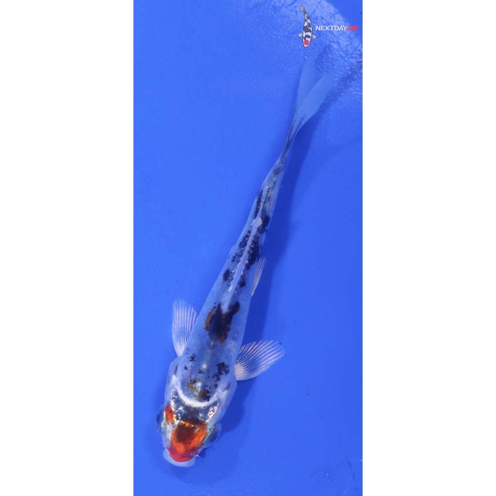 3.5” Imported Heisei Nishiki