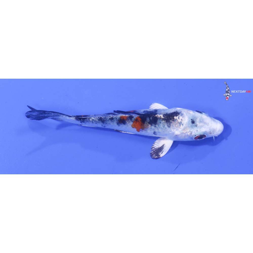 3” Imported Yamato Nishiki