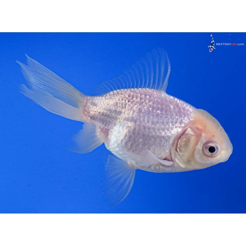 4” Imported White Oranda