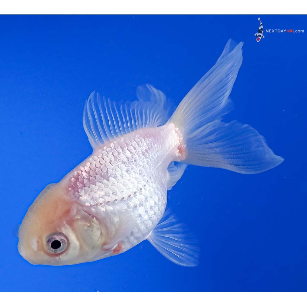 4” Imported White Oranda