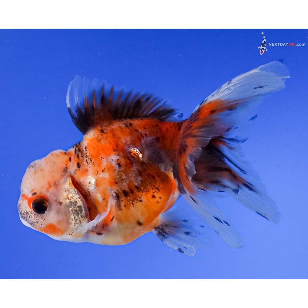 4.5” Imported Calico Oranda