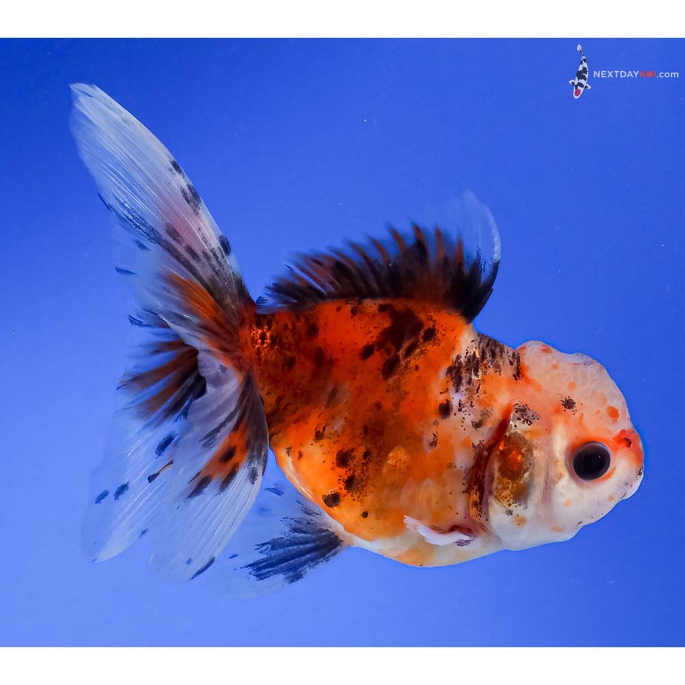 4.5” Imported Calico Oranda