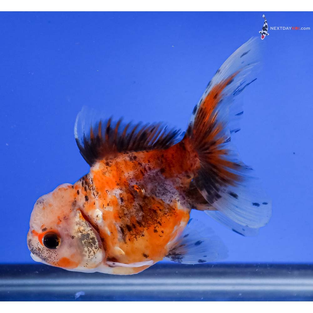 4.5” Imported Calico Oranda