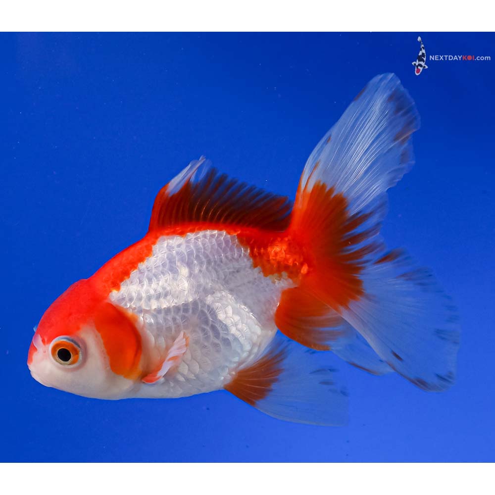 5” Imported Red and White Oranda