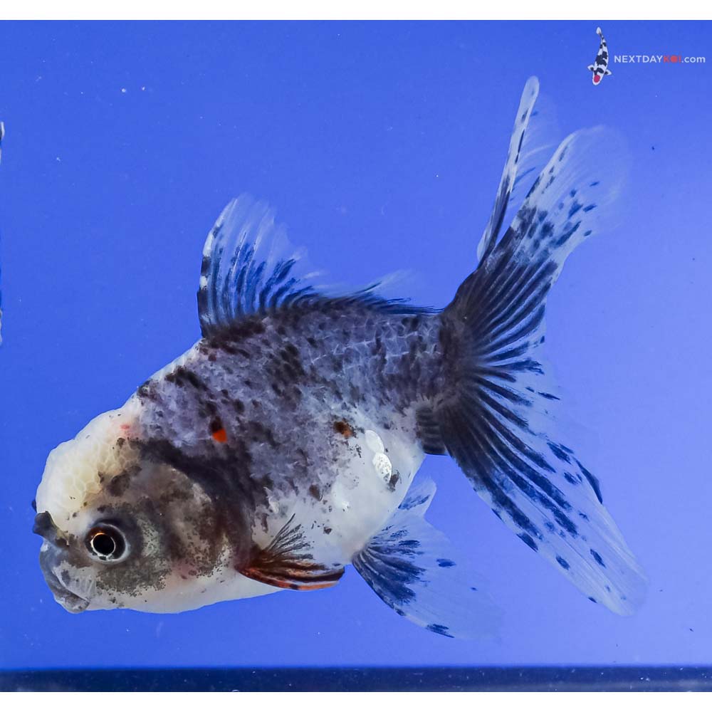 5” Imported Calico Oranda