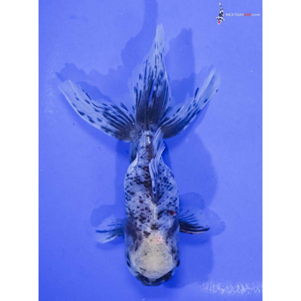 5” Imported Calico Oranda