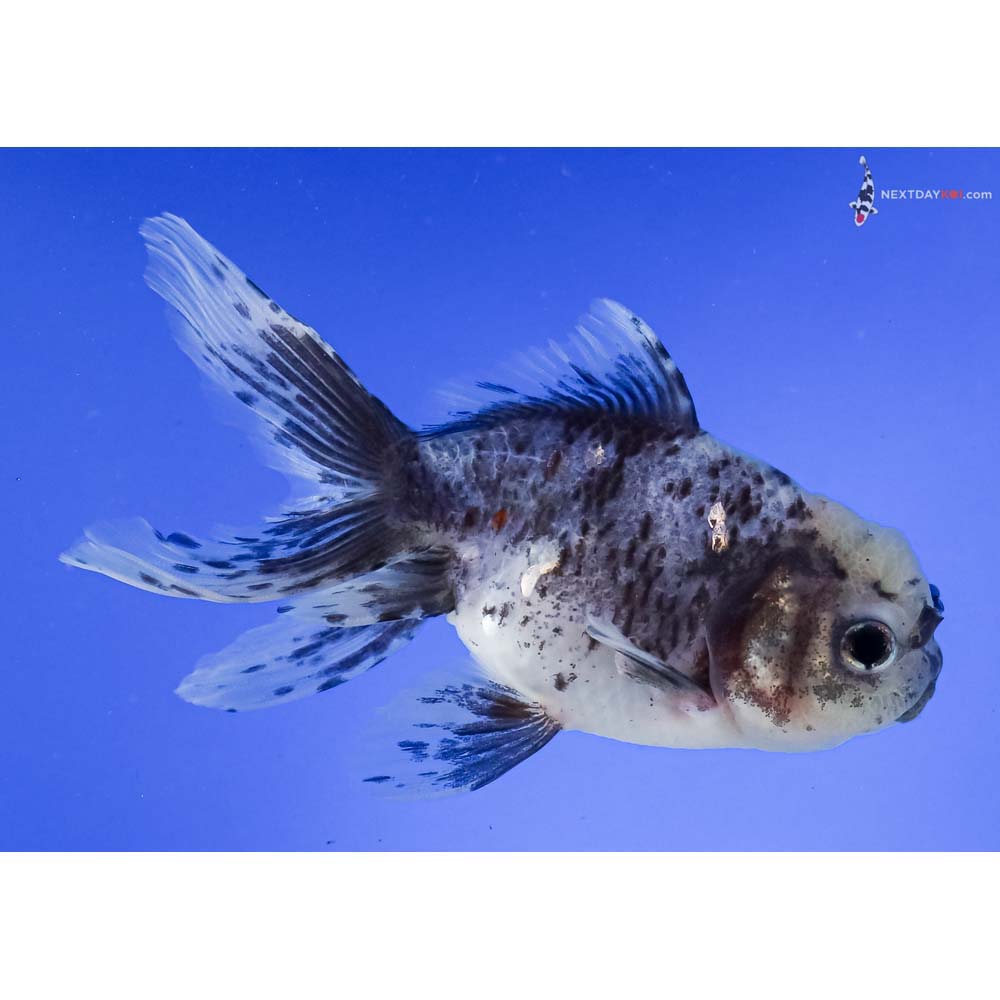 5” Imported Calico Oranda