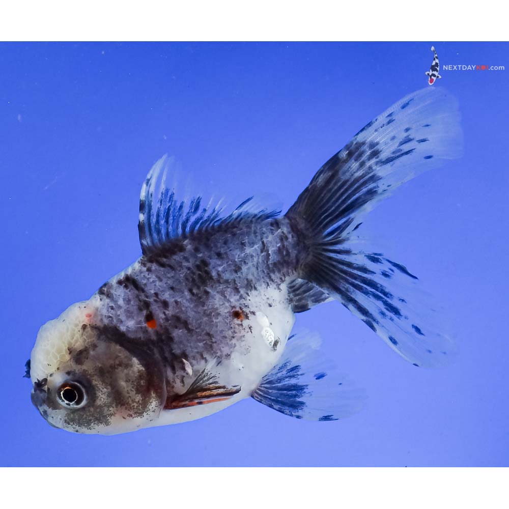 5” Imported Calico Oranda