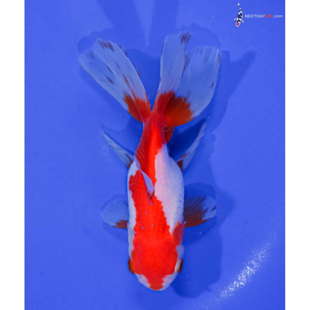 5” Imported Red and White Oranda