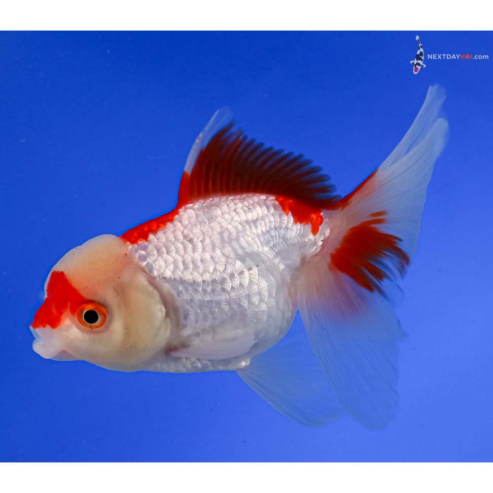 5” Imported Red and White Oranda