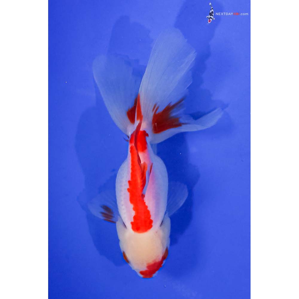 5” Imported Red and White Oranda