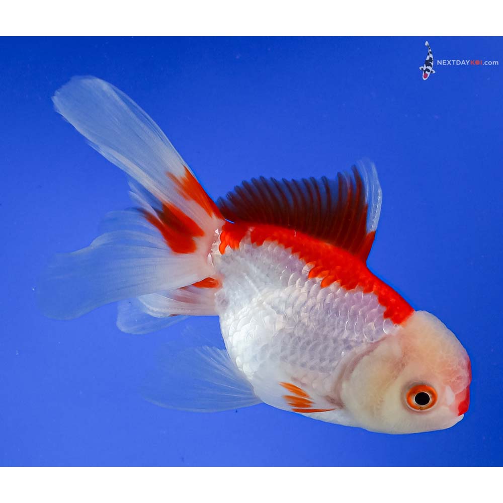 5” Imported Red and White Oranda