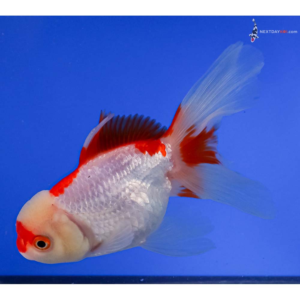 5” Imported Red and White Oranda