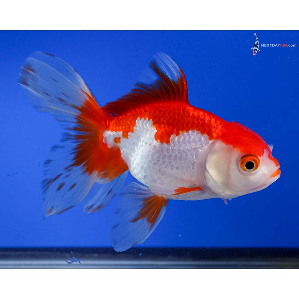 5” Imported Red and White Oranda
