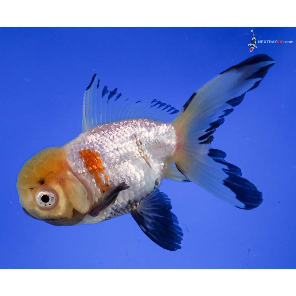 5” Imported Tri Color Oranda