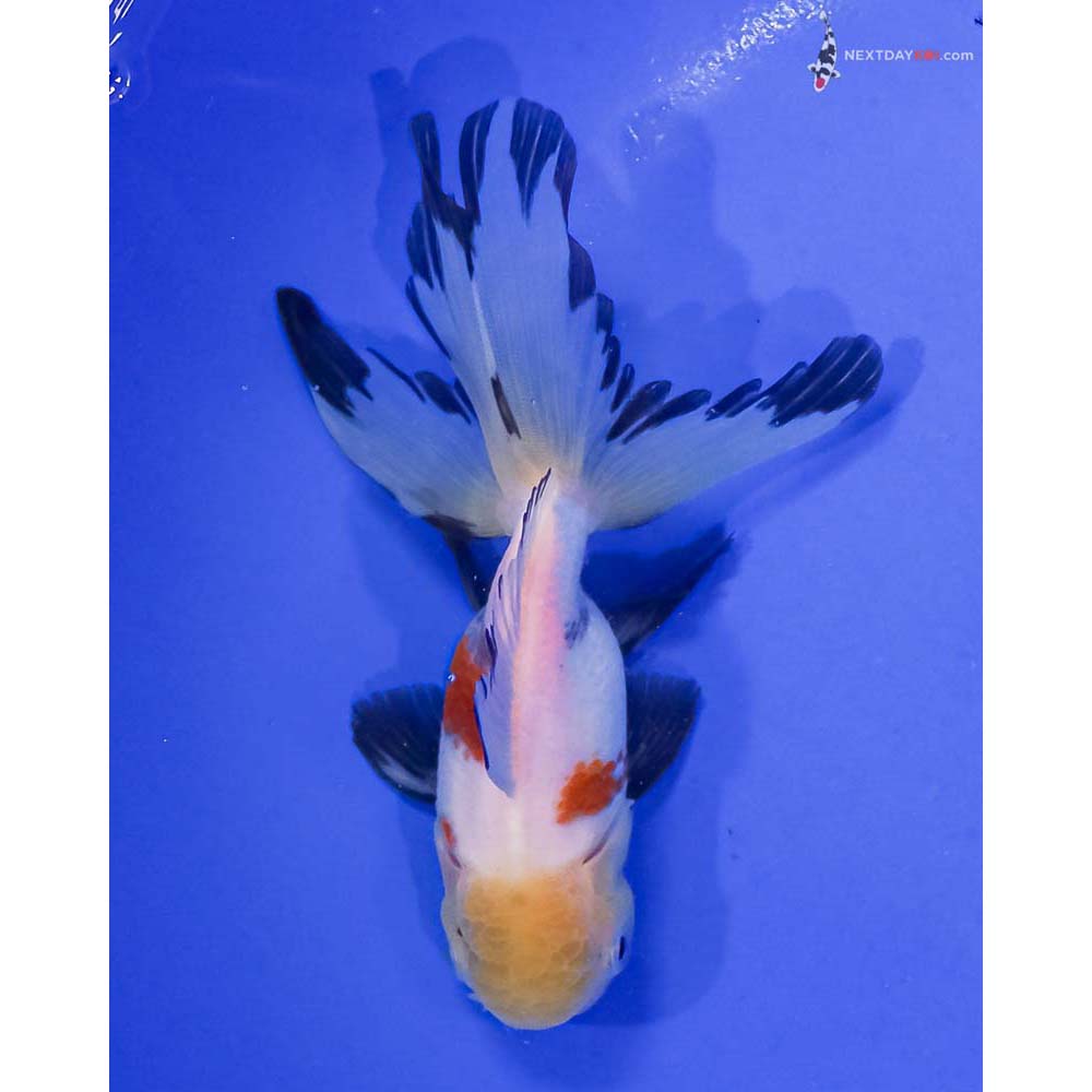 5” Imported Tri Color Oranda
