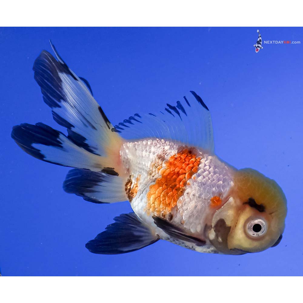 5” Imported Tri Color Oranda