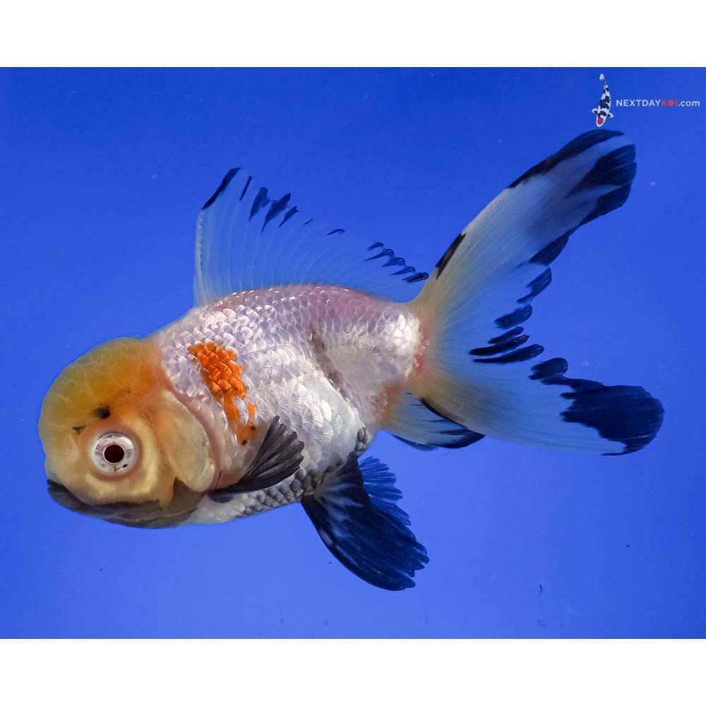 5” Imported Tri Color Oranda