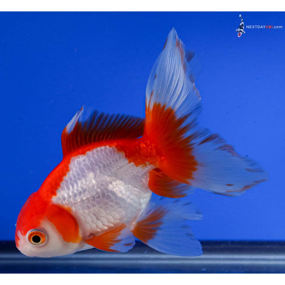 5” Imported Red and White Oranda