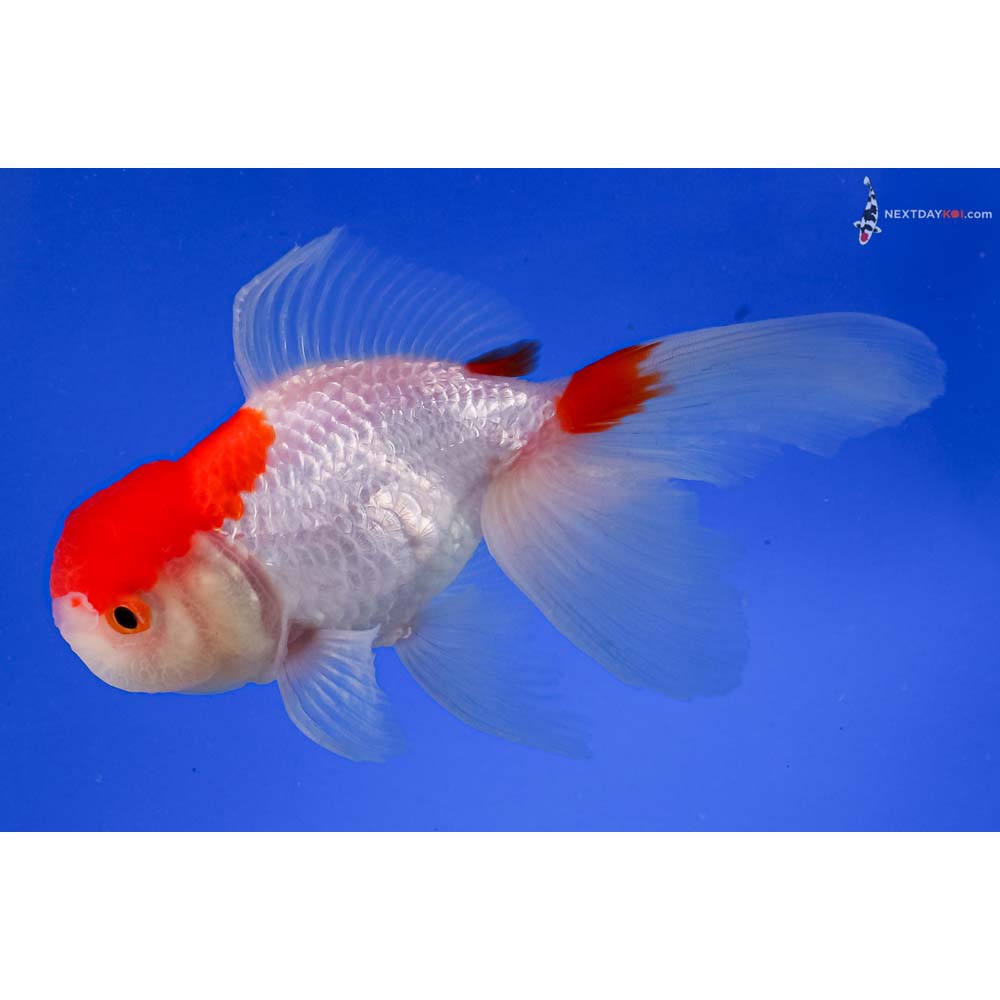 5.5” Imported Red and White Oranda