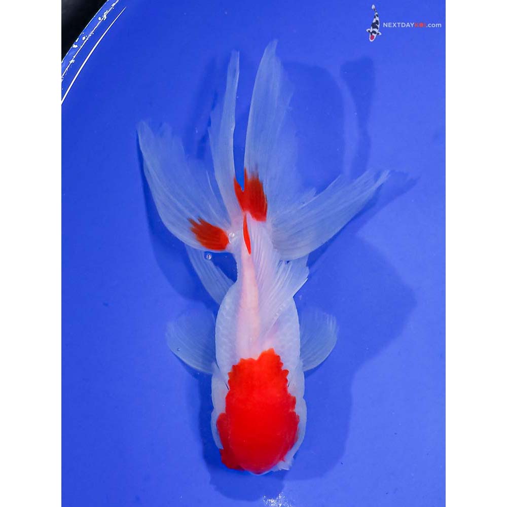 5.5” Imported Red and White Oranda