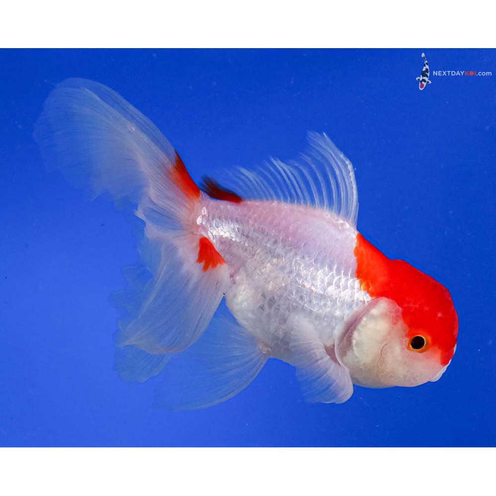 5.5” Imported Red and White Oranda