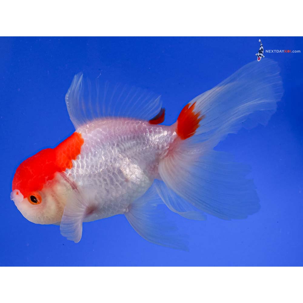 5.5” Imported Red and White Oranda
