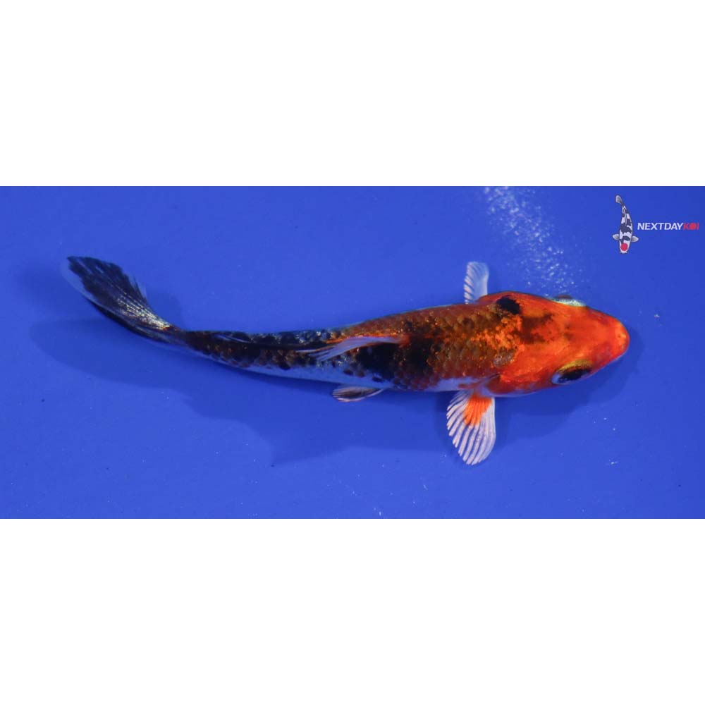 3” Imported Yamato Nishiki