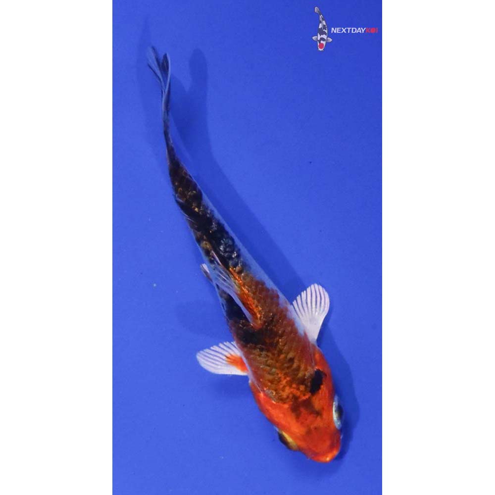 3” Imported Yamato Nishiki