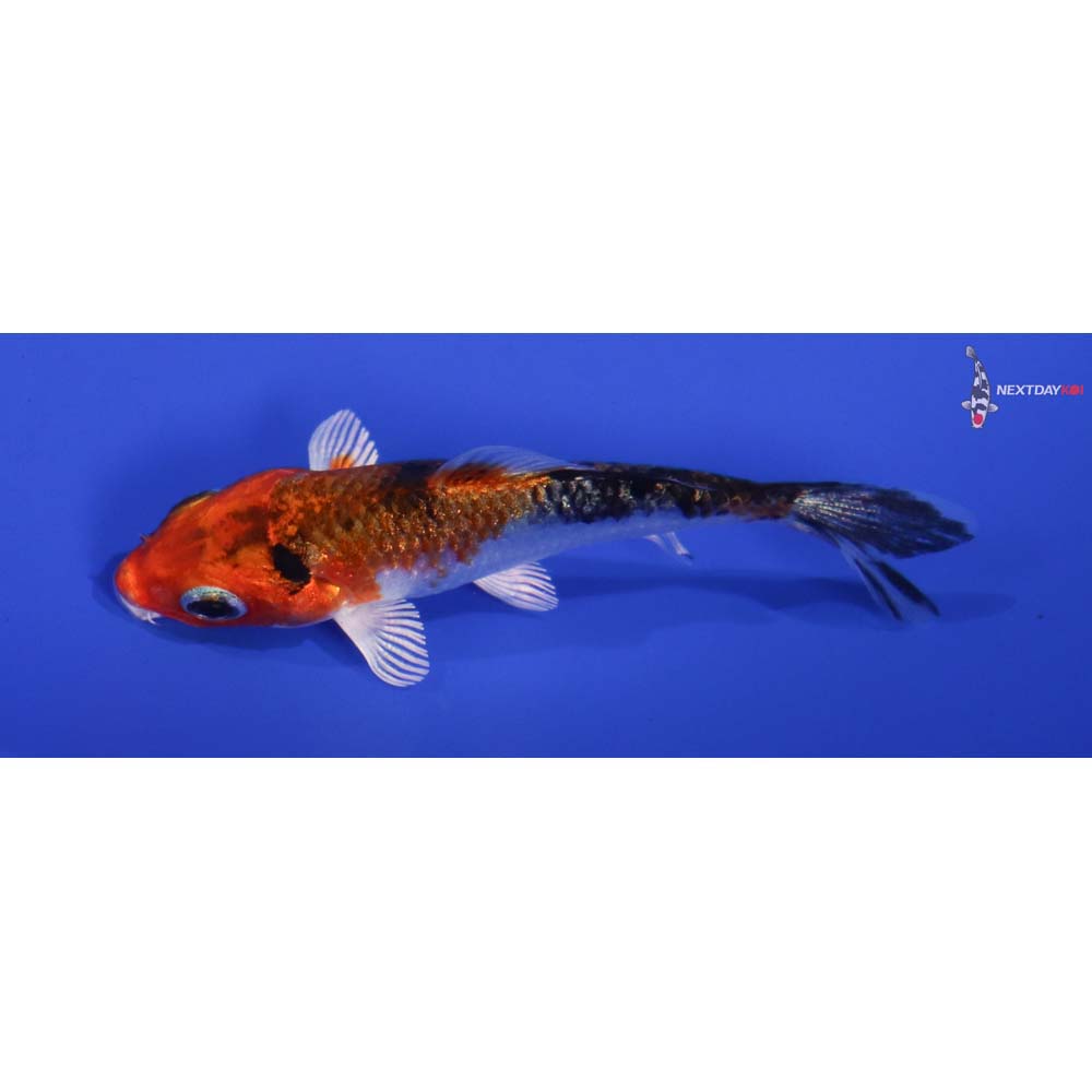 3” Imported Yamato Nishiki