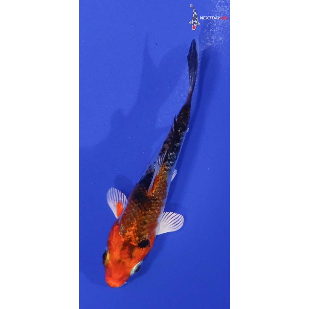 3” Imported Yamato Nishiki