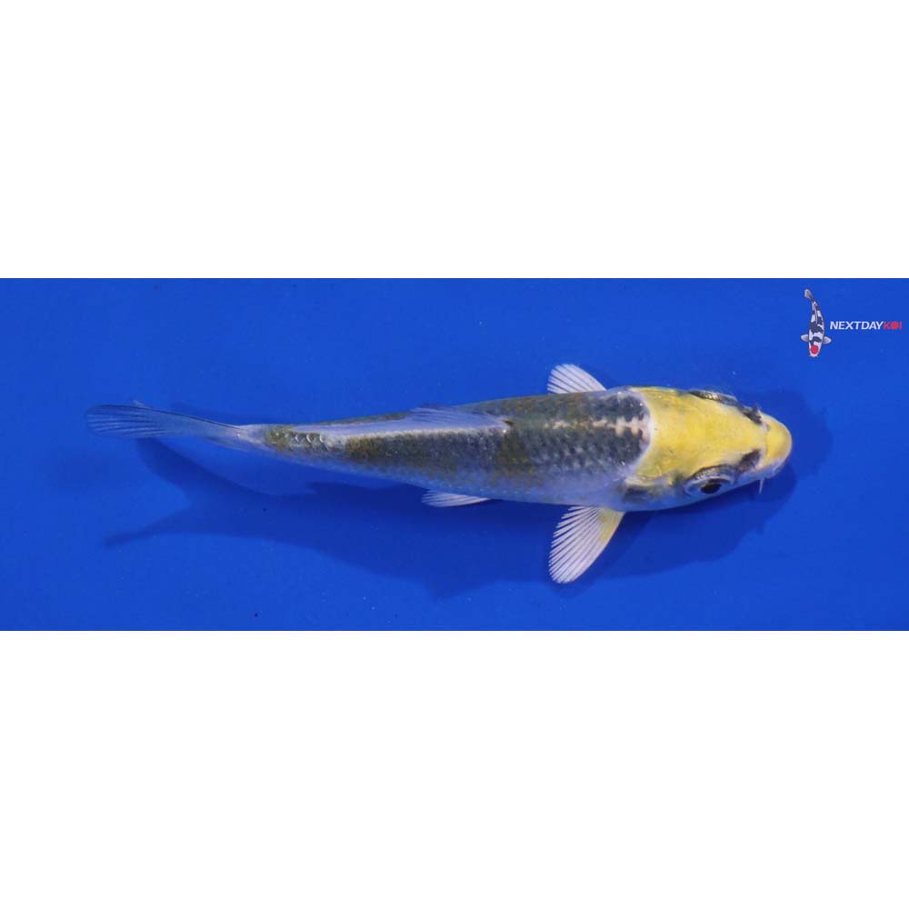 3” Imported Kujaku
