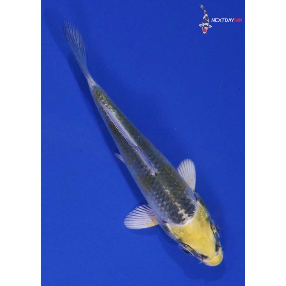 3” Imported Kujaku