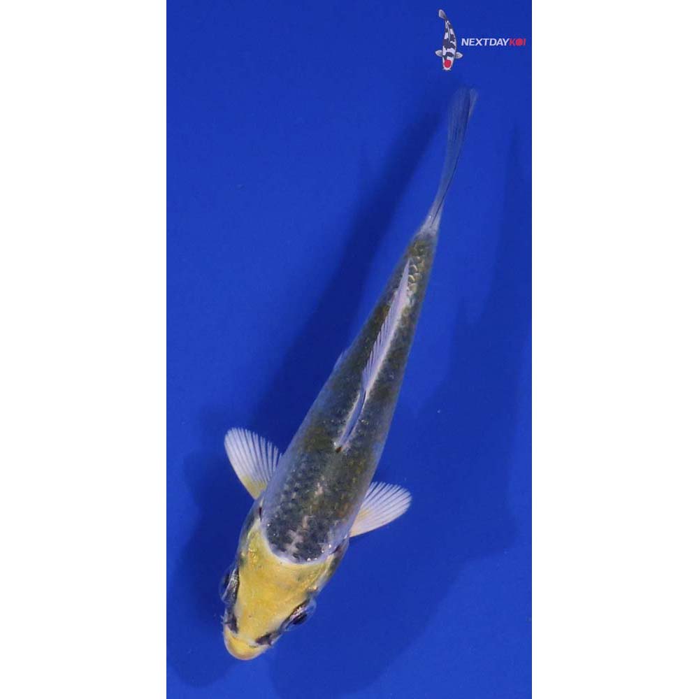 3” Imported Kujaku