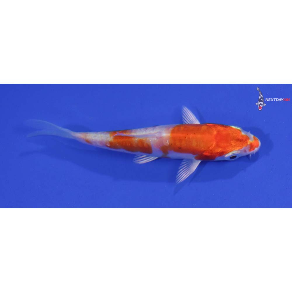 3” Imported Kikusui