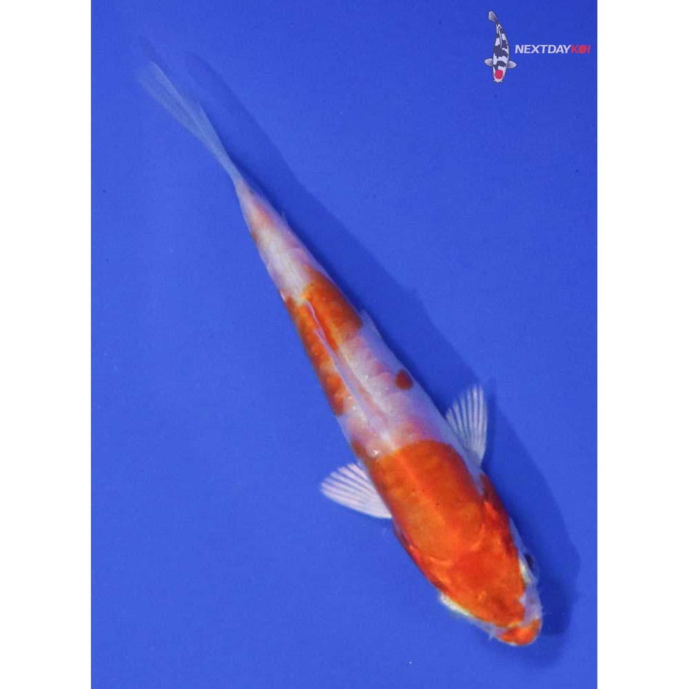 3” Imported Kikusui