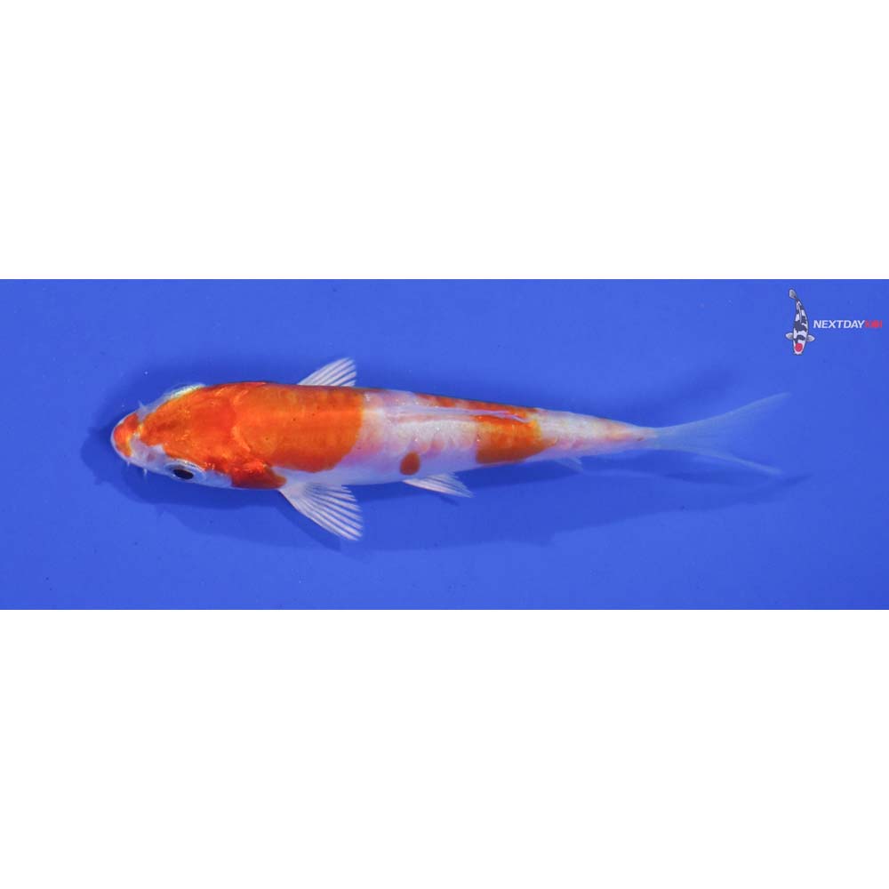 3” Imported Kikusui