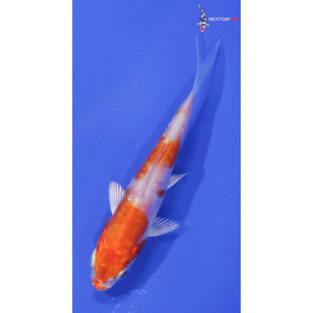 3” Imported Kikusui