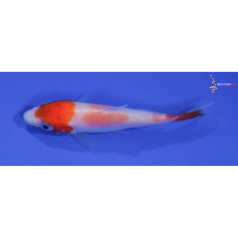 2.5” Imported Kohaku