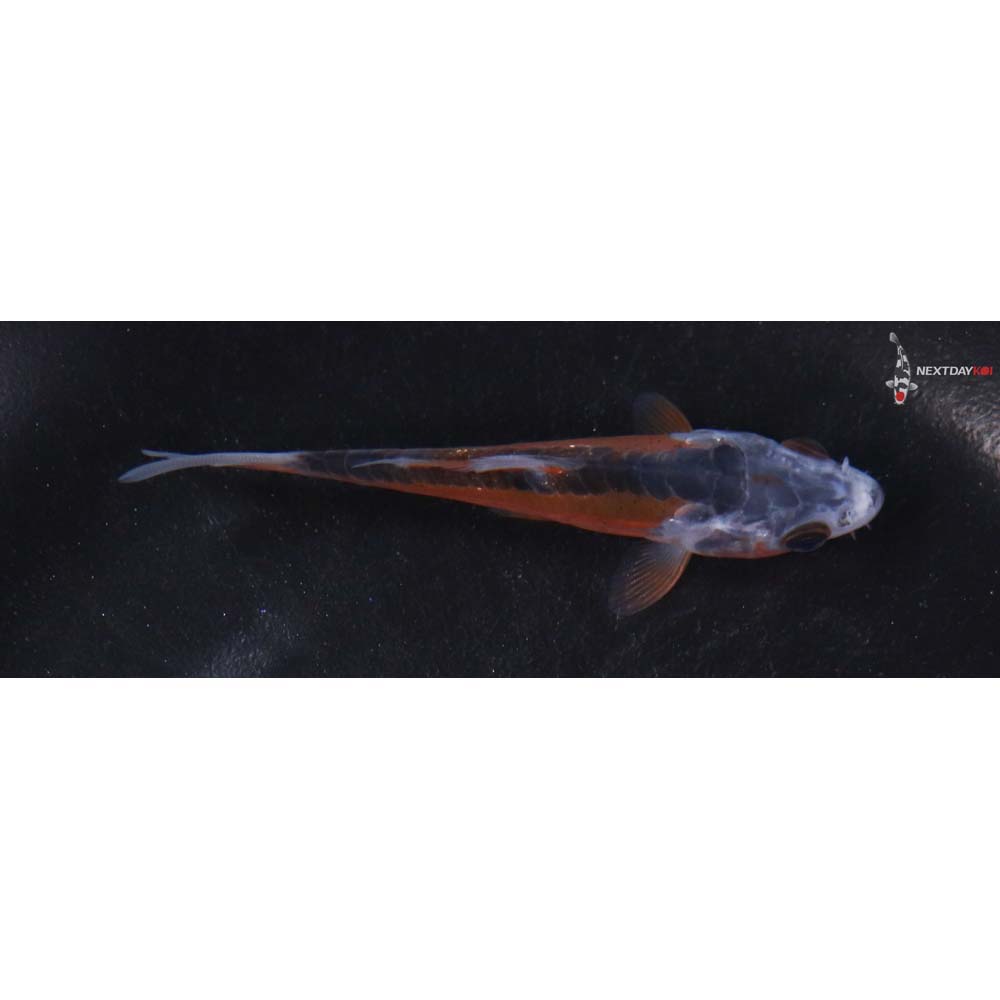 3.5” Imported Shusui