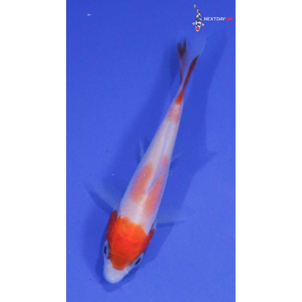 2.5” Imported Kohaku