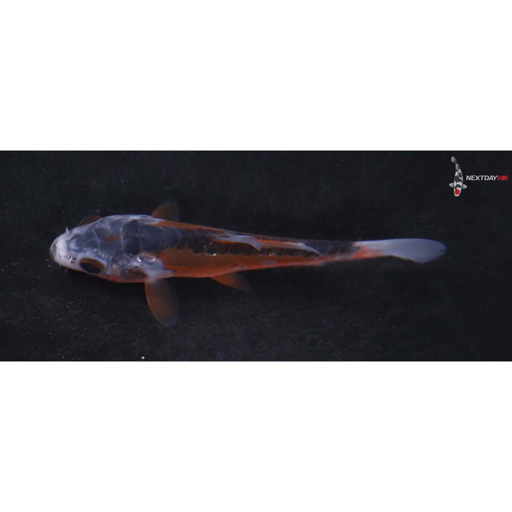 3.5” Imported Shusui