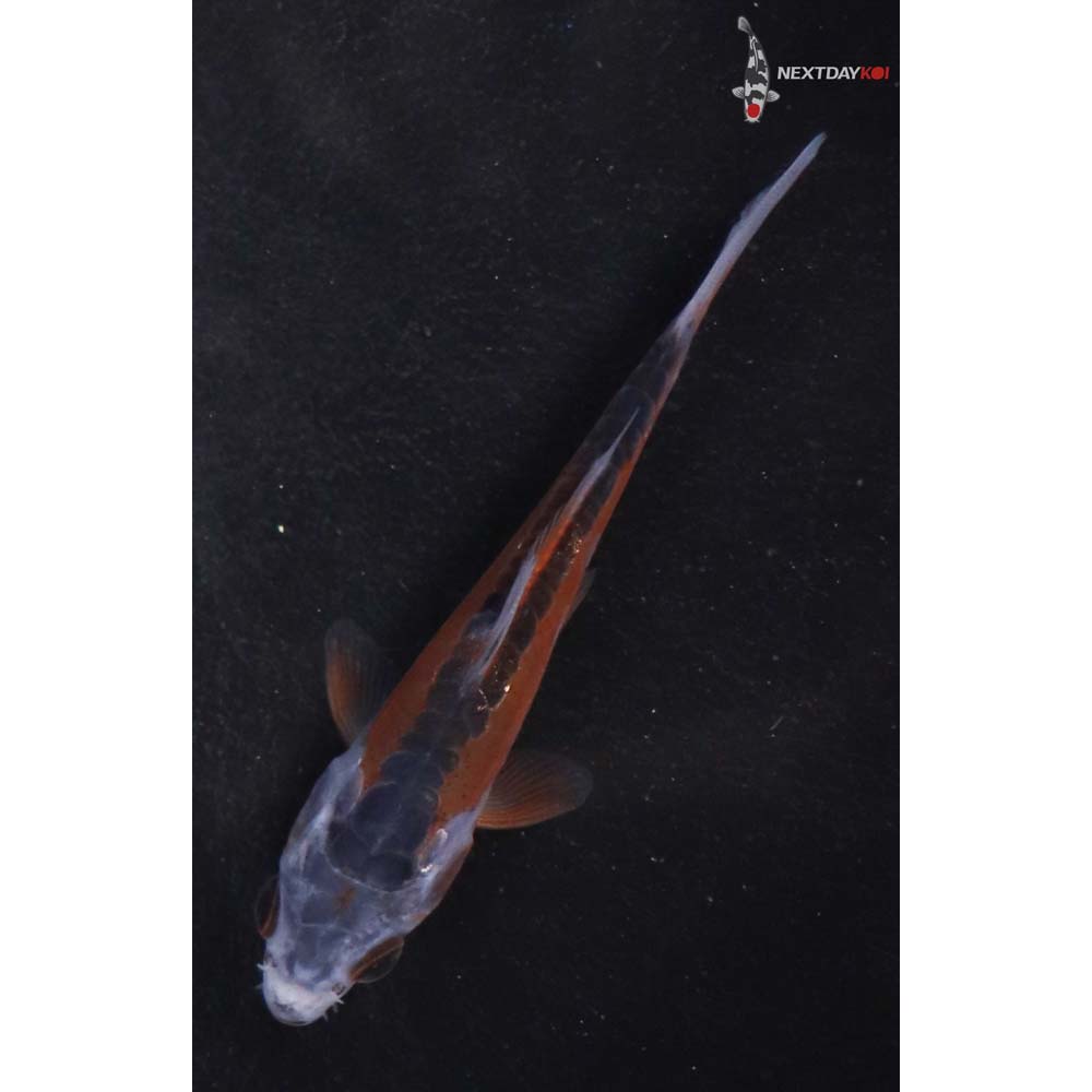 3.5” Imported Shusui