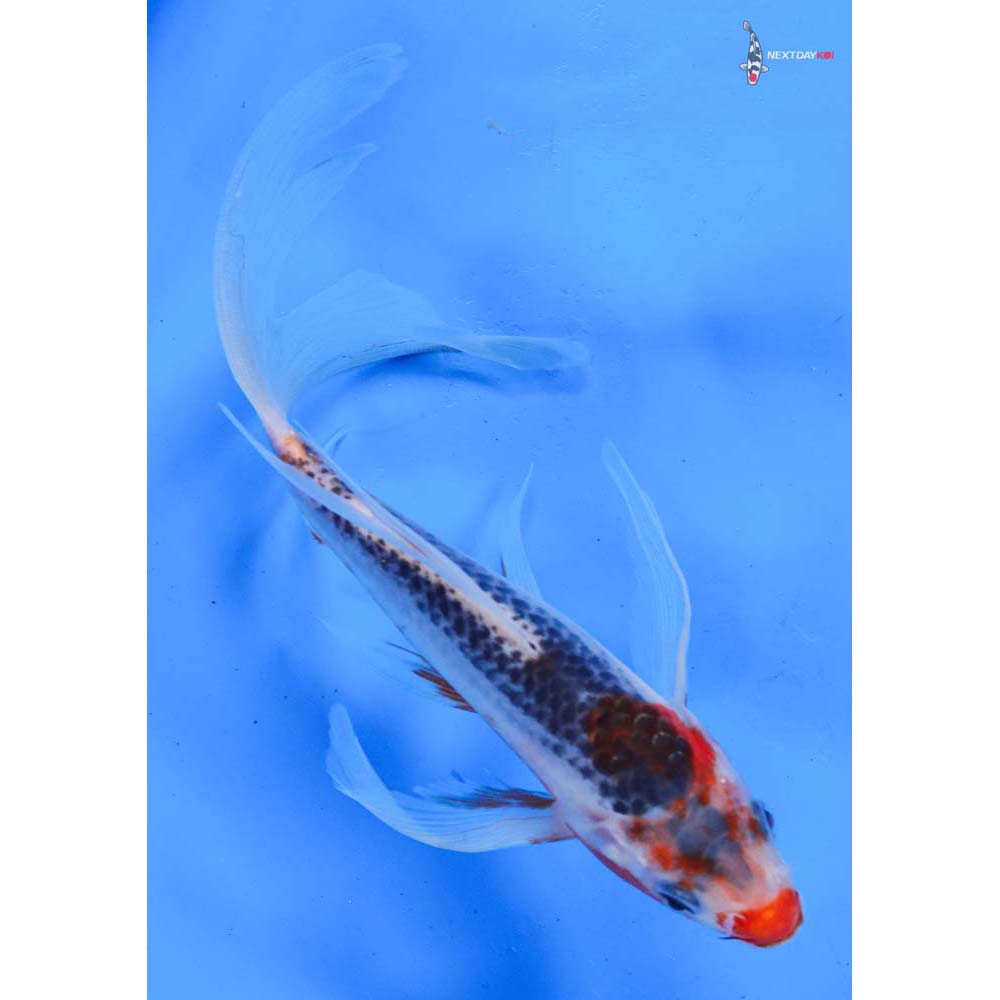 7” Imported Asagi Butterfly Koi